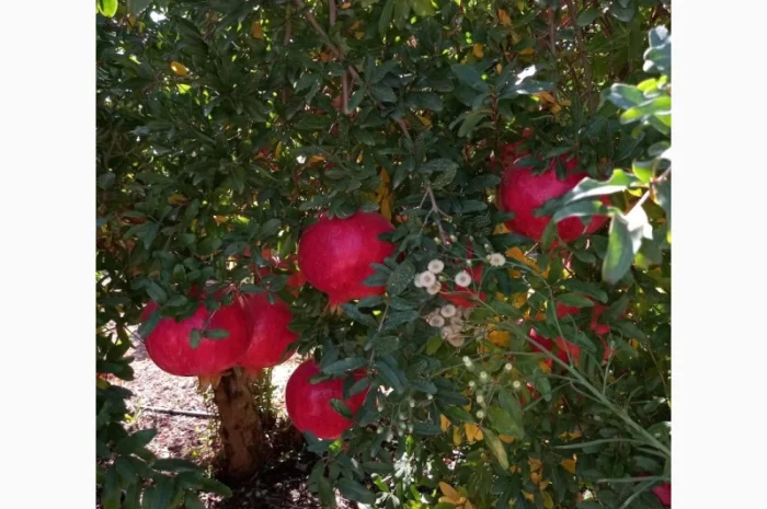 Ручна граната оптом- фото № 6