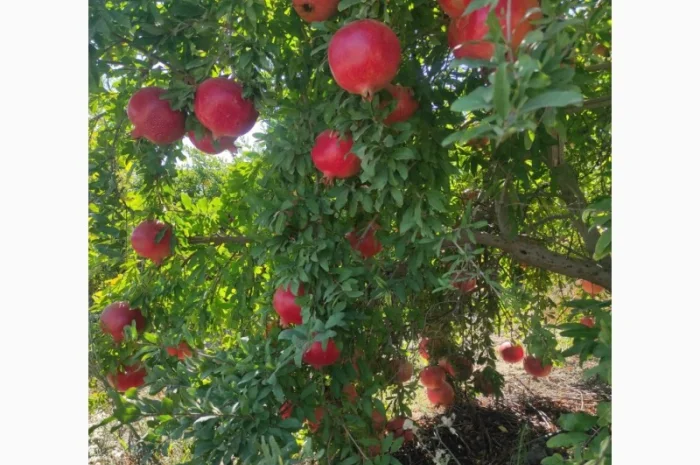 Ручна граната оптом- фото № 2