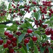 Куплю вишню- фото № 1