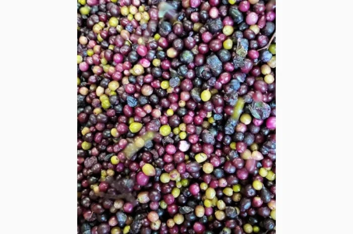 Продам лохину заморожену 2 сорту- фото № 1