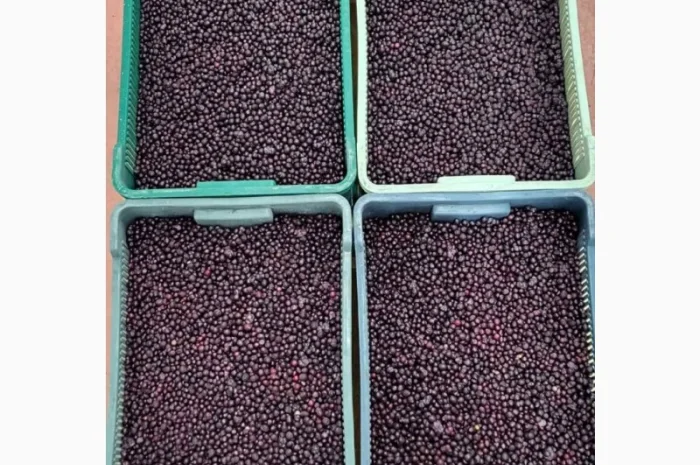 Продам лохину заморожену А-клас- фото № 1