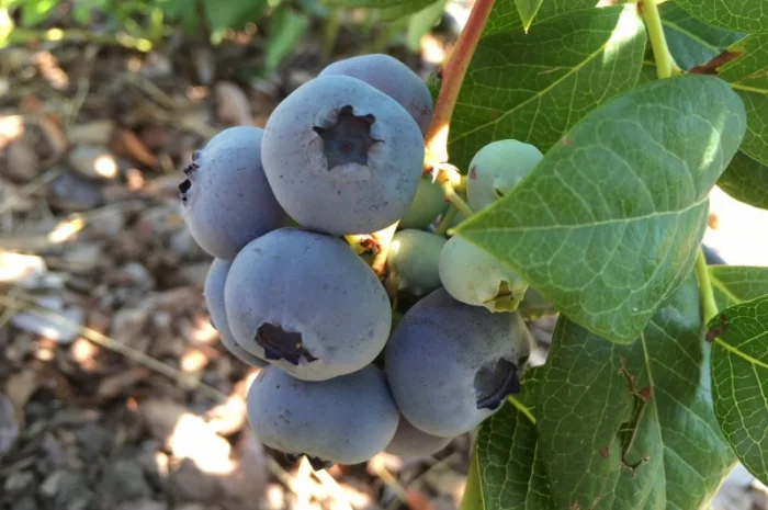 Продам ягоду лохини- фото № 1