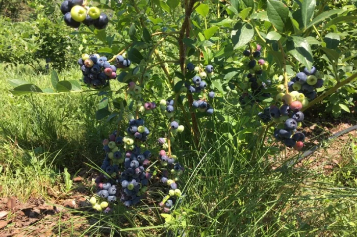 Продам ягоду лохини- фото № 2