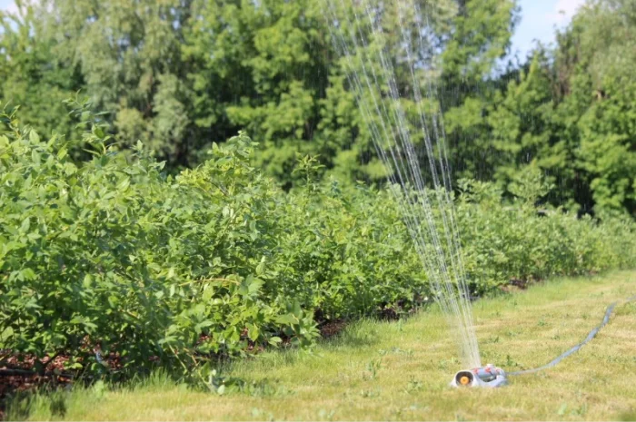 Продам ягоду лохини- фото № 3