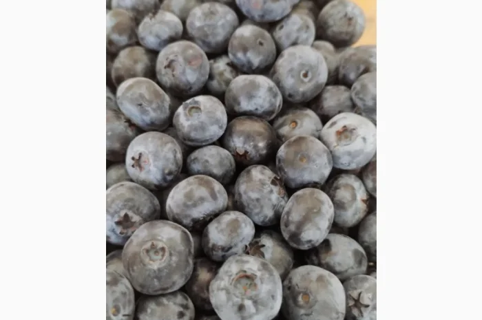 Продаємо ГОЛУБІКУ. (лохина)- фото № 2