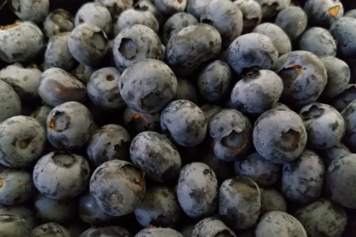 Продаємо ГОЛУБІКУ. (лохина)- фото № 1