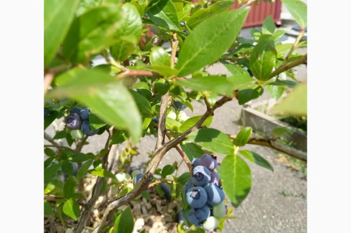 Продаємо ГОЛУБІКУ. (лохина)- фото № 4