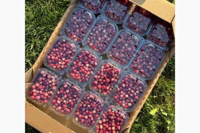 Рожева Лохина Pink Lemonade- фото № 1