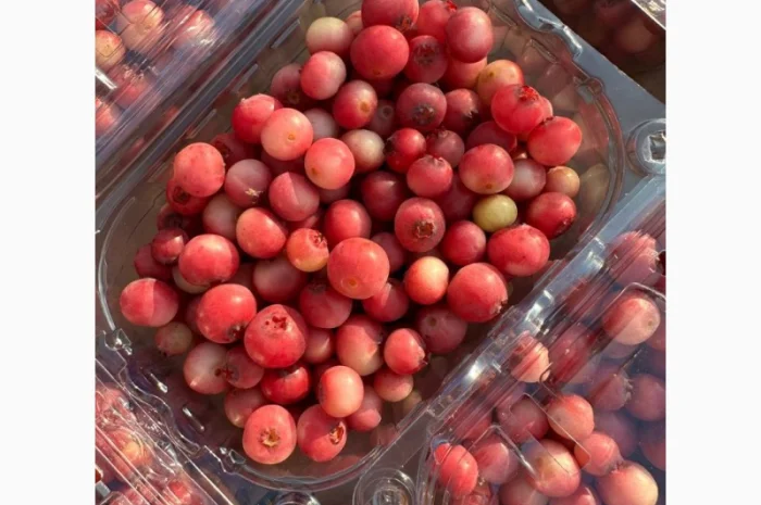 Рожева Лохина Pink Lemonade- фото № 2