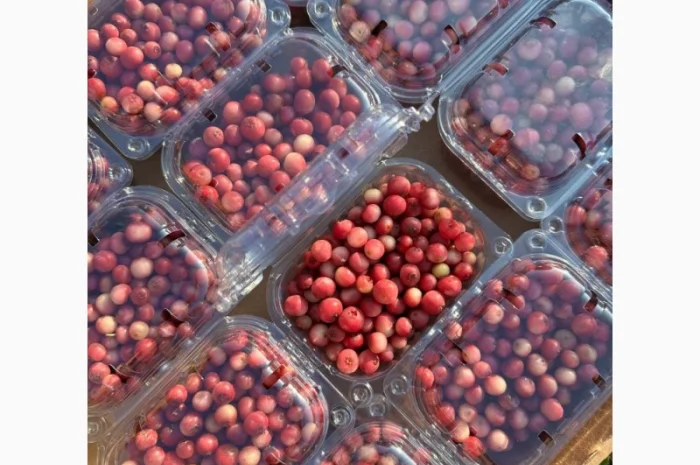 Рожева Лохина Pink Lemonade- фото № 3