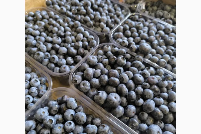 Пропоную свіжу та заморожену лохину врожай 2024- фото № 1