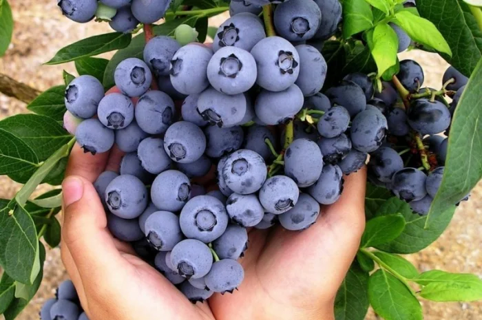 Куплю лохину оптом на заморозку від 5 тонн- фото № 1