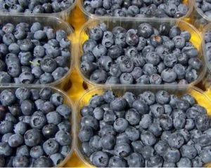 Пропоную свіжу ягоду Лохини майбутній врожай 2024 ЛОХИНА, БУРУВКА ГОЛУБІКА- фото № 1