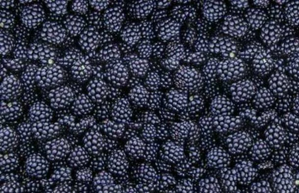 Ежевика Ожина- фото № 1