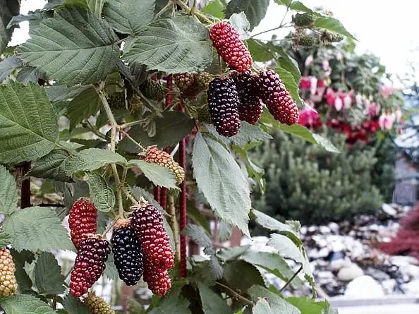 Продам Ежевику Карака Блек (колючая)- фото № 2