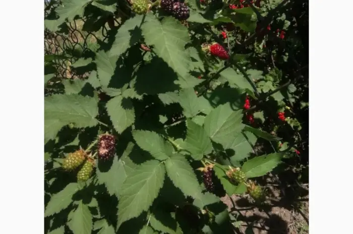 Продам Ежевику Карака Блек (колючая)- фото № 4