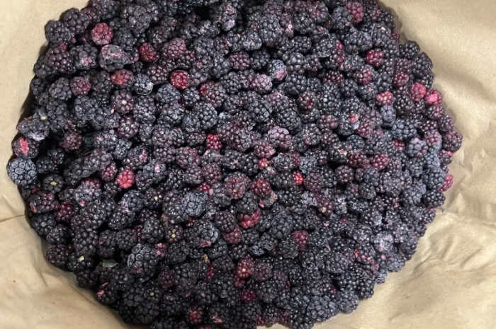 Продам ожину дикорослу- фото № 1