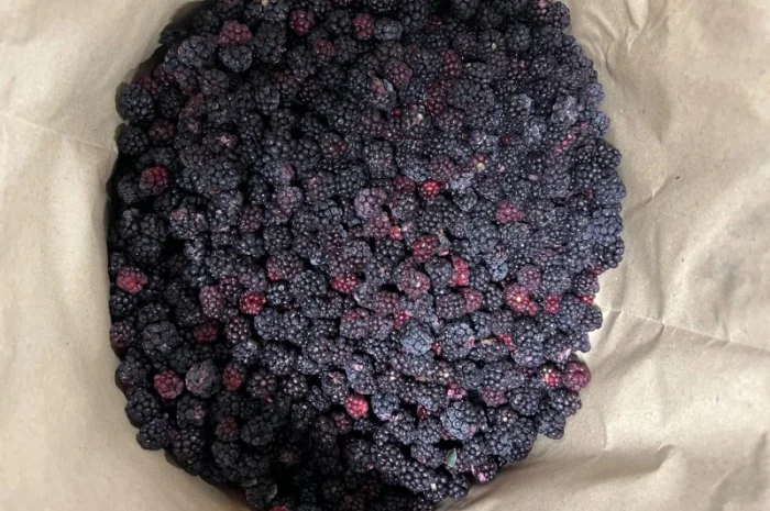 Продам ожину дикорослу- фото № 2