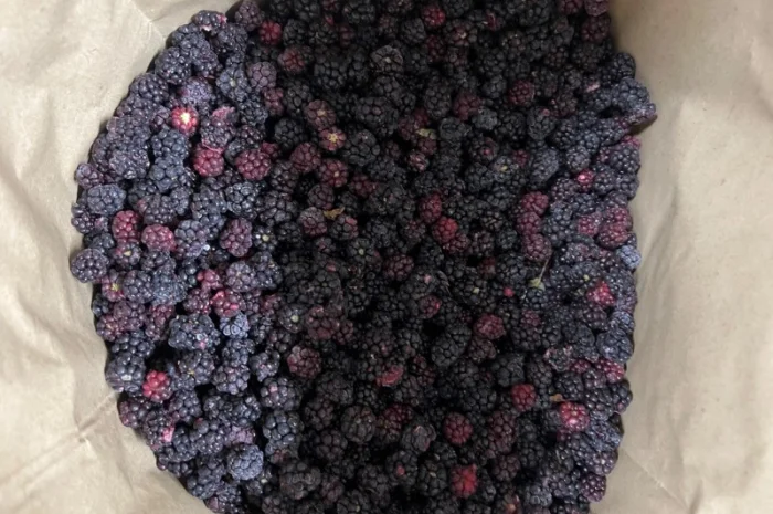 Продам ожину дикорослу- фото № 3