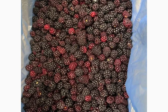 Продам ожину лісову заморожену- фото № 1