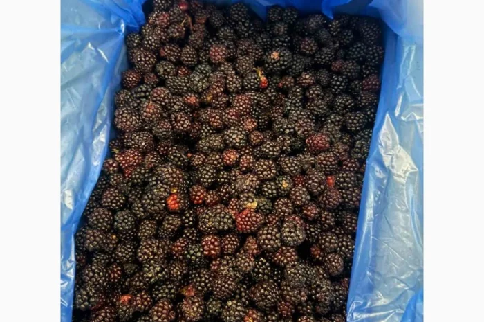 Продам ожину культивовану заморожену- фото № 1