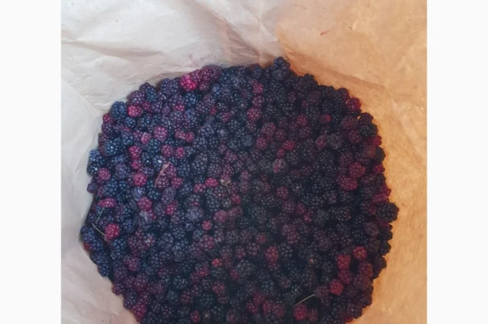 Продам ожину лісну врожай 2023- фото № 1