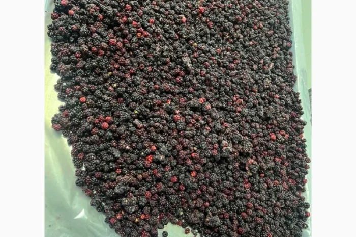 Продам ожину дикорослу- фото № 1