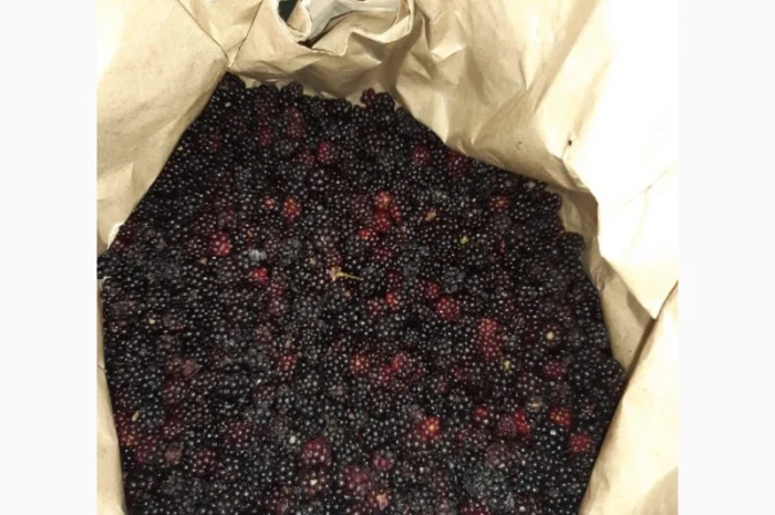 Куплю ожину- фото № 1