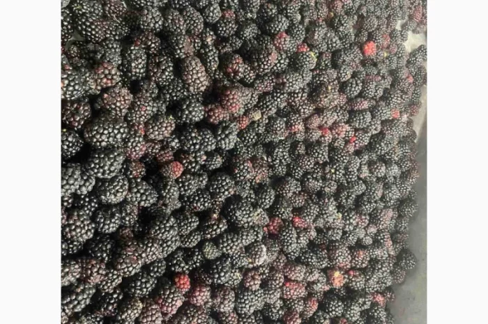 Ожина культивована заморожена- фото № 1