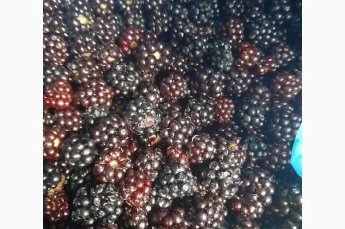 Продам заморожену лісову ожину- фото № 1