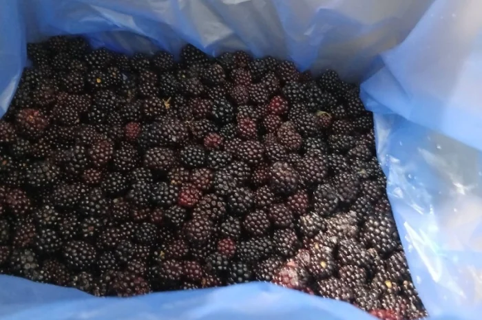 Продается замороженная ожина А-класса- фото № 1