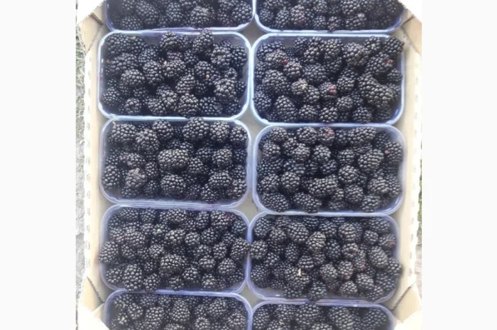 Продам ожину- фото № 1