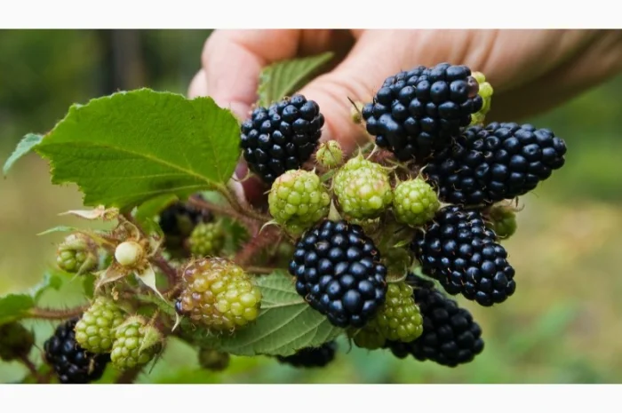 Куплю ожину під заморозку оптом від 5 тонн- фото № 1