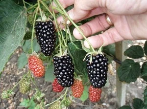 Ожина Натчес- фото № 2