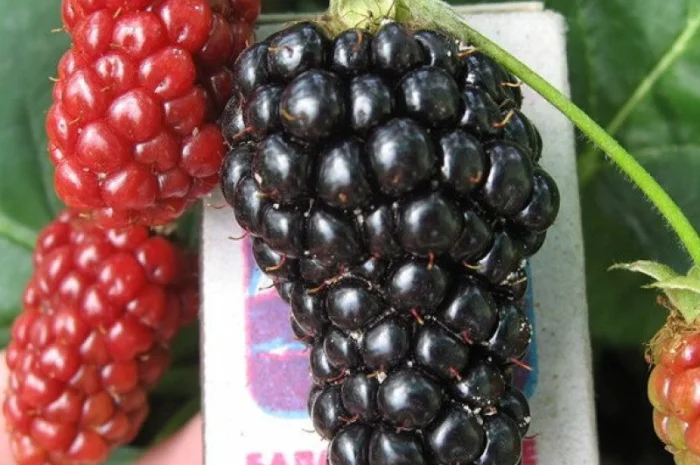 Ожина Натчес- фото № 4