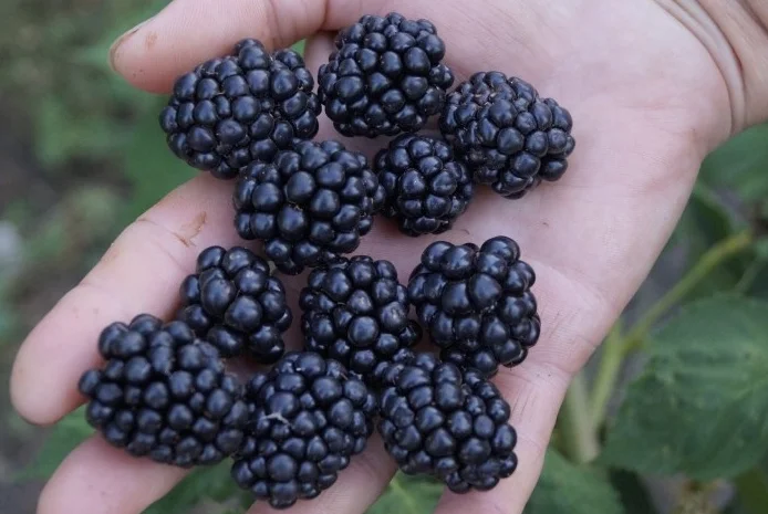 Ожина Рубен ремонтантний сорт- фото № 1