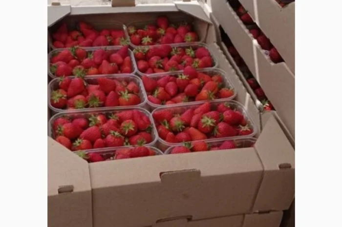 Продам полуницю- фото № 1