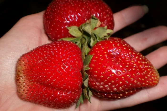 Полуниця Мармелада (Marmolada Strawberry) саджанці полуниці Фріго- фото № 1