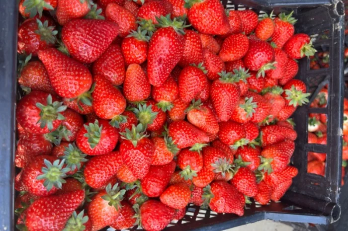 Куплю полуницю- фото № 1