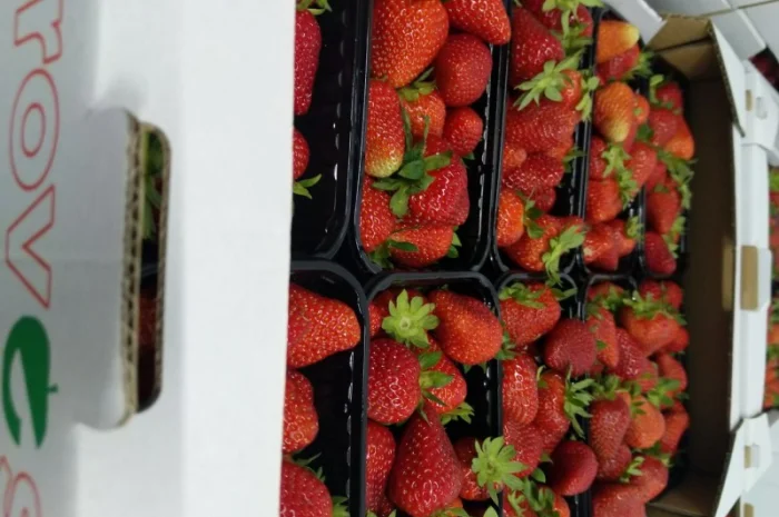 Продаєтся полуниця (суниця). Ремонтантний сорт. Опт та роздріб. Збір розпочато- фото № 7