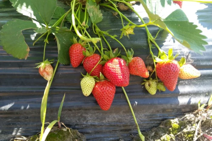 Продается клубника (ремонтантный сорт). Опт и розница. Сбор начат- фото № 1