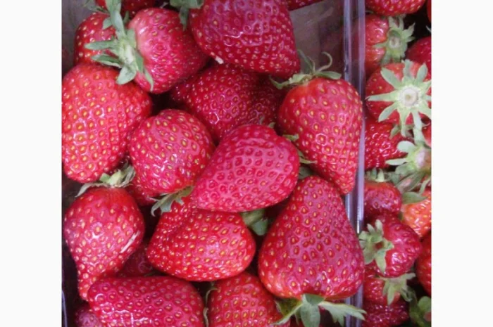 Продаєтся полуниця (суниця). Ремонтантний сорт. Опт та роздріб. Збір розпочато- фото № 1