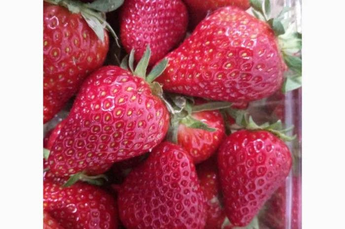 Продаєтся полуниця (суниця). Ремонтантний сорт. Опт та роздріб. Збір розпочато- фото № 2