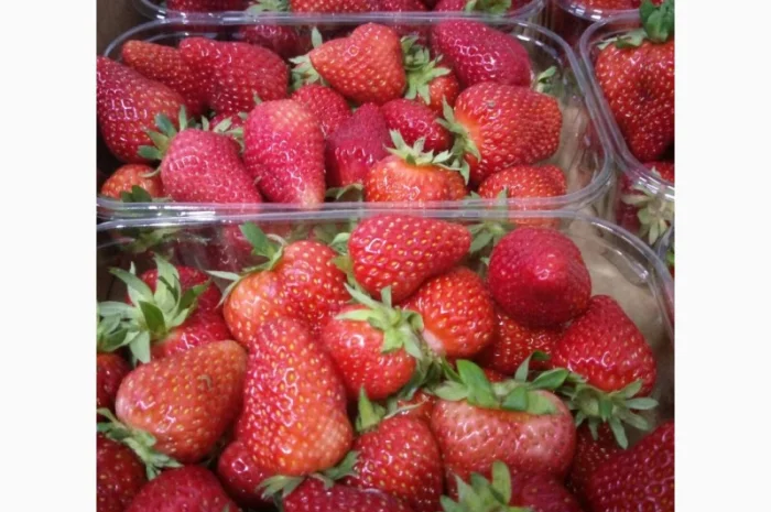 Продаєтся полуниця (суниця). Ремонтантний сорт. Опт та роздріб. Збір розпочато- фото № 3