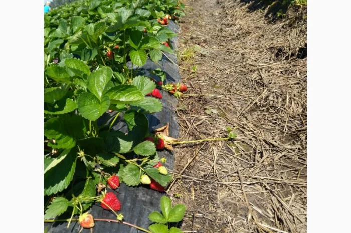 Продаєтся полуниця (суниця). Ремонтантний сорт. Опт та роздріб. Збір розпочато- фото № 4