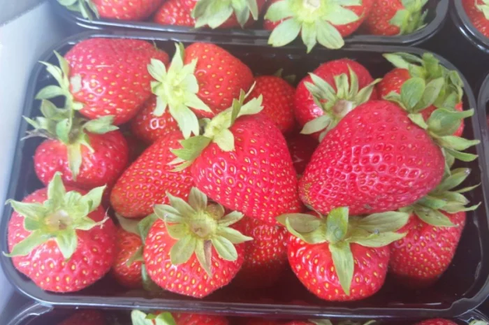 Продаєтся полуниця (суниця). Ремонтантний сорт. Опт та роздріб. Збір розпочато- фото № 5