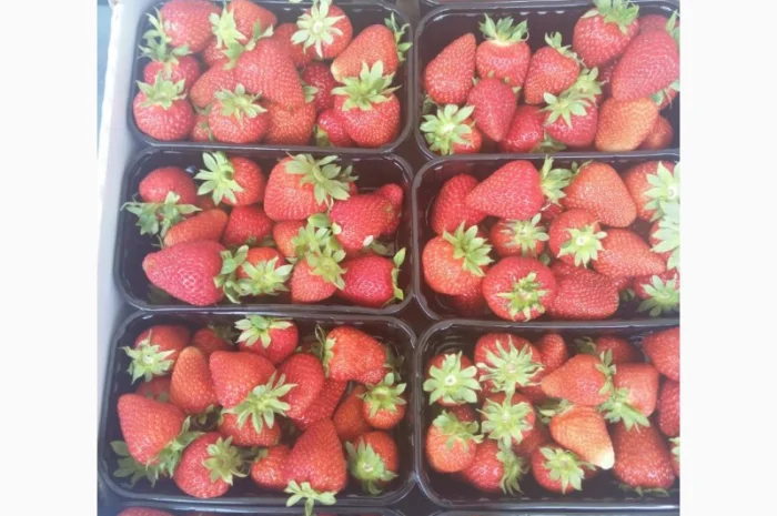 Продаєтся полуниця (суниця). Ремонтантний сорт. Опт та роздріб. Збір розпочато- фото № 6