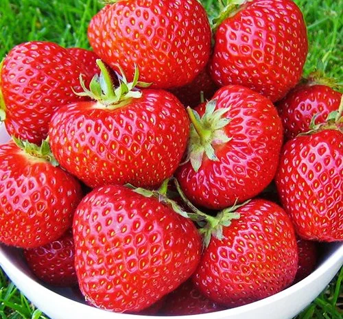 Купим клубнику в Днепре- фото № 1