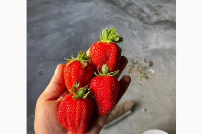 Продам клубнику оптом- фото № 1