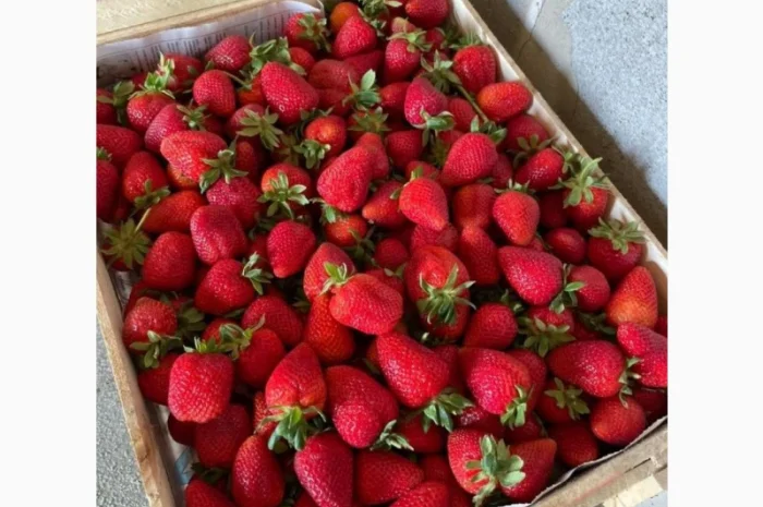 Продам клубнику оптом вкусный- фото № 1